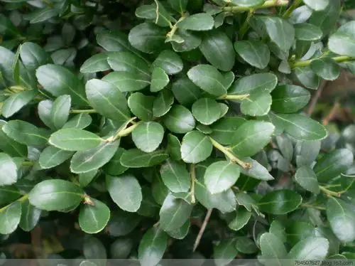 龟甲冬青盆景(龟甲冬青盆景寓意)