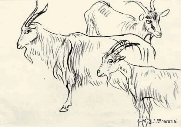 羊简笔画羊简笔画儿童画