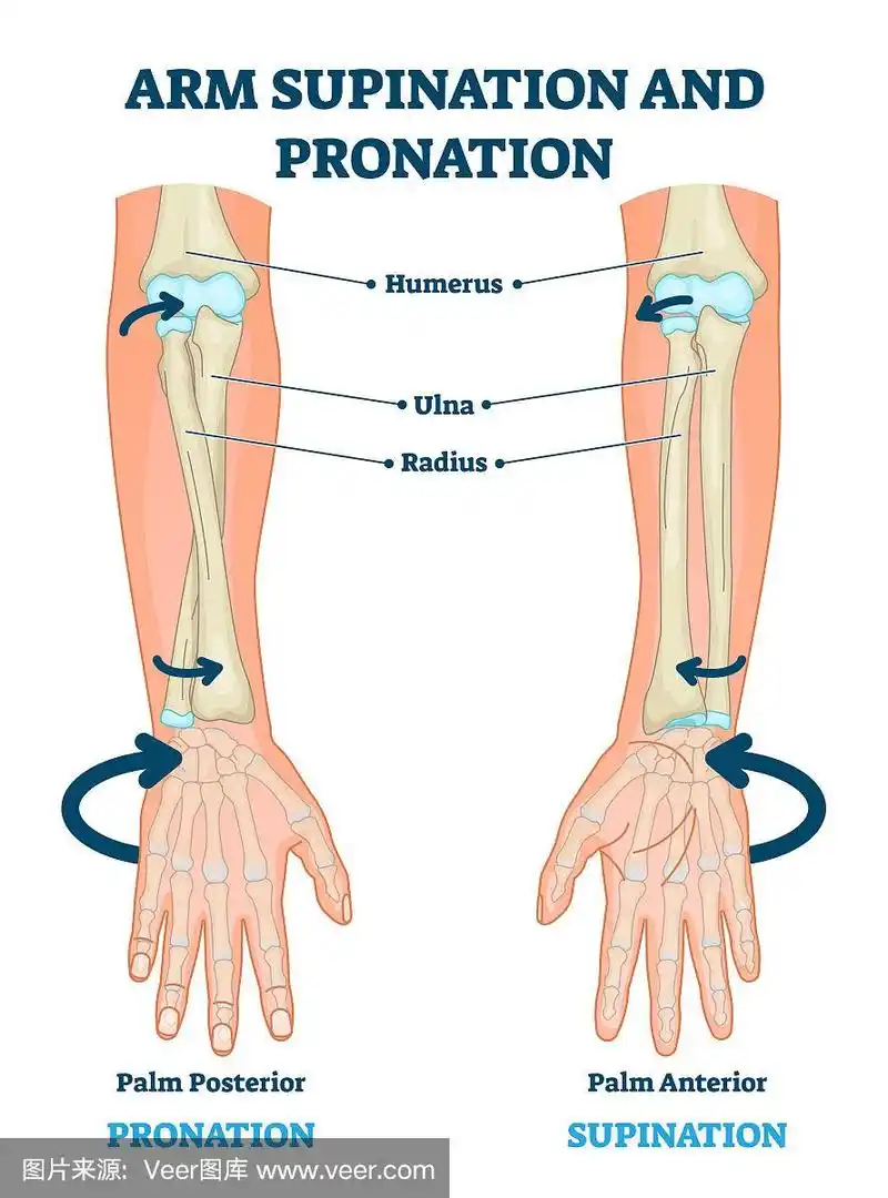 手臂旋后和旋前矢量图.解剖标记方案