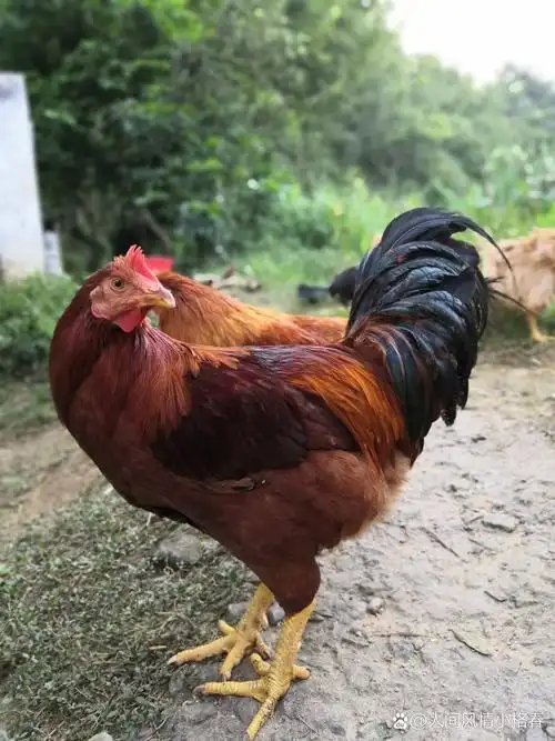 新的一天,充满希望和活力.大公鸡,你是我的晨光,你是我的力量.