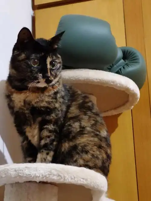 萌虎下山原来玳瑁猫可以这么可爱