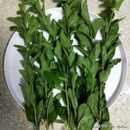 它才是"护肝菜",一周吃3次,营养极高,养肝护眼,肝脏变健康