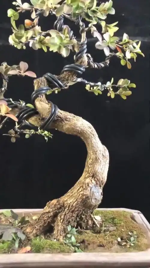 一株黄杨盆景老师傅直接下狠手最后的造型太好看了