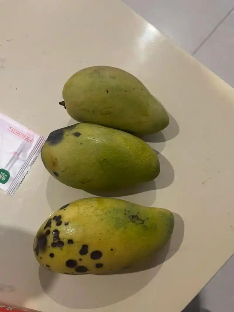 芒果根本就熟不了 不要买!芒果根本就熟不了,都烂了还是青的
