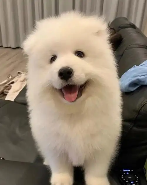 萨摩耶狗狗找好人家.