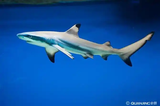 鲨鱼