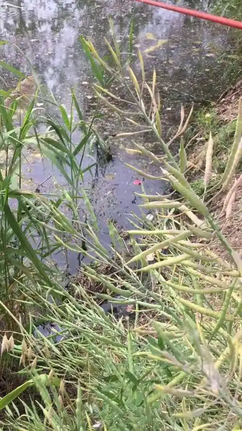 早上看到黑鱼做窝下午过来钓直接上鱼传统手杆钓黑鱼