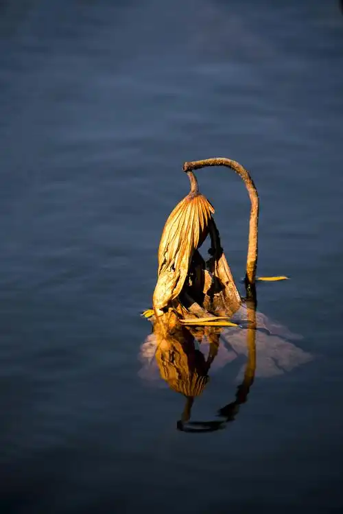 华人摄影创作艺术交流俱乐部作品展第52期