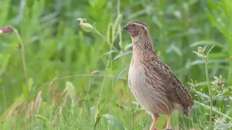 普通鹌鹑的魔力叫声-动物视频-搜狐视频