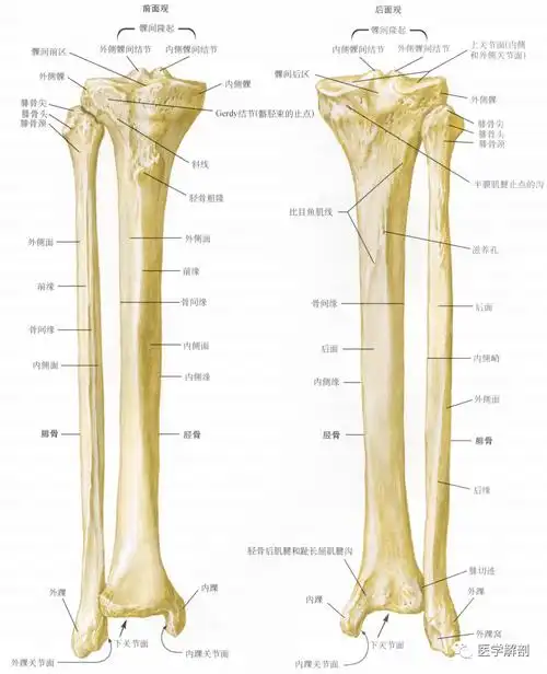 填图题胫腓骨解剖