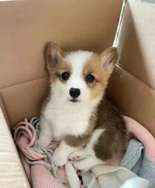 售卖帖柯基幼犬