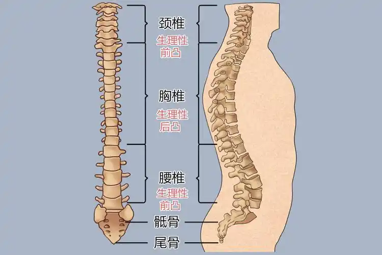 人体后面的椎骨图