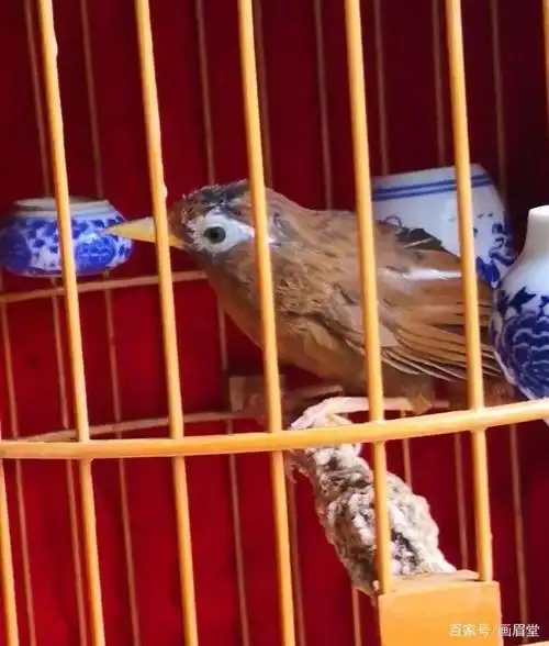 画眉鸟打鸟身型图片,画眉鸟打鸟图片耐打-图片大观-奇异网