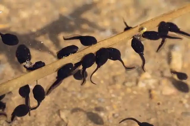 蝌蚪如何区分是青蛙还是蟾蜍(青蛙蝌蚪和蟾蜍蝌蚪的区别)