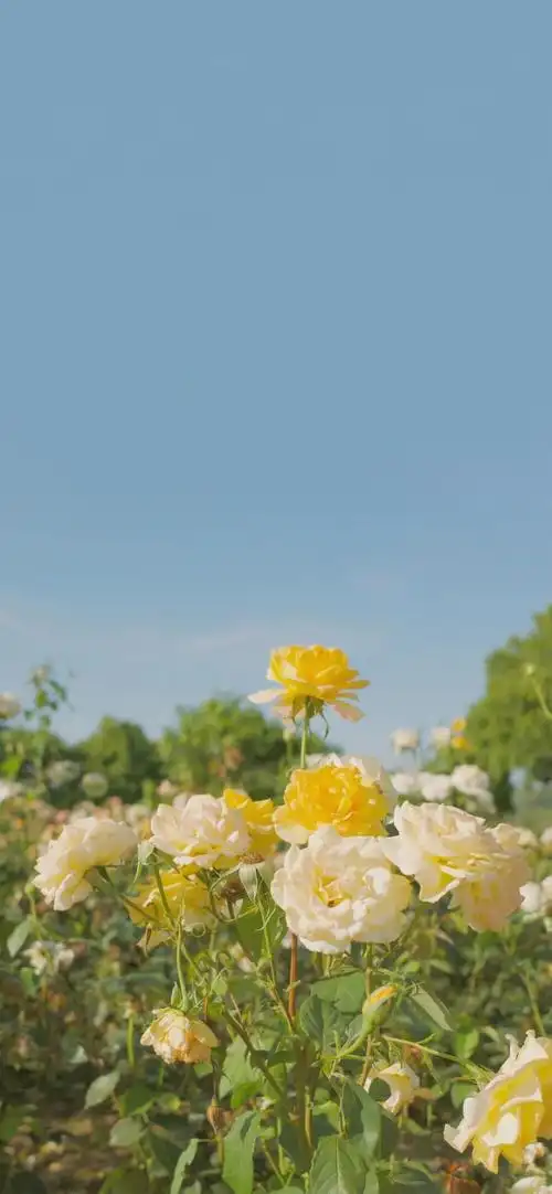 简单小清新壁纸