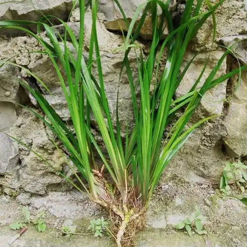 茴香菖蒲 随手香 洗手香 带手香 神仙草路边香三柰香庭院盆栽植物--爱