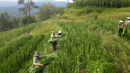 今年,洱源县西山乡团结村的村民,就通过"总支 公司 合作社 农户"的