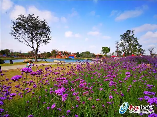 梧林花开迎客来.施清凉 摄