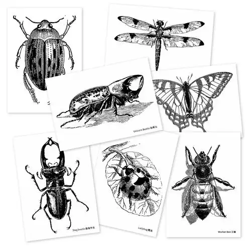 昆虫黑白线描临摹拉丁文画室美术教室对照20张贺卡