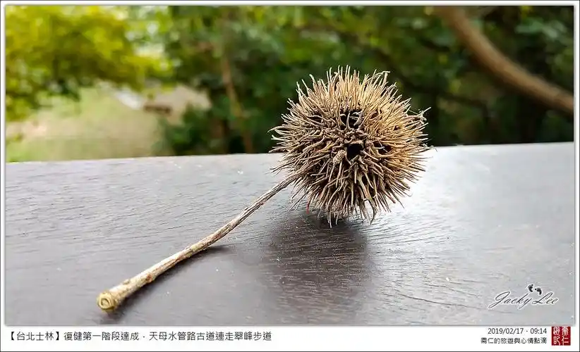 枫香的果实,顺便藉拍照休息.