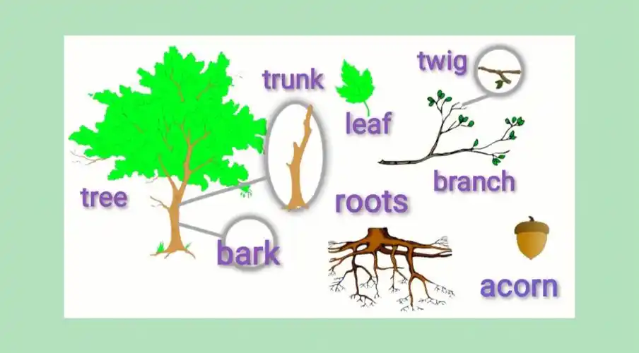 day25植物单词中英图文英语单词学习