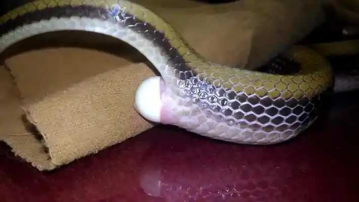 实拍母蛇产卵的过程,第一次看见,长见识了!_网易视频