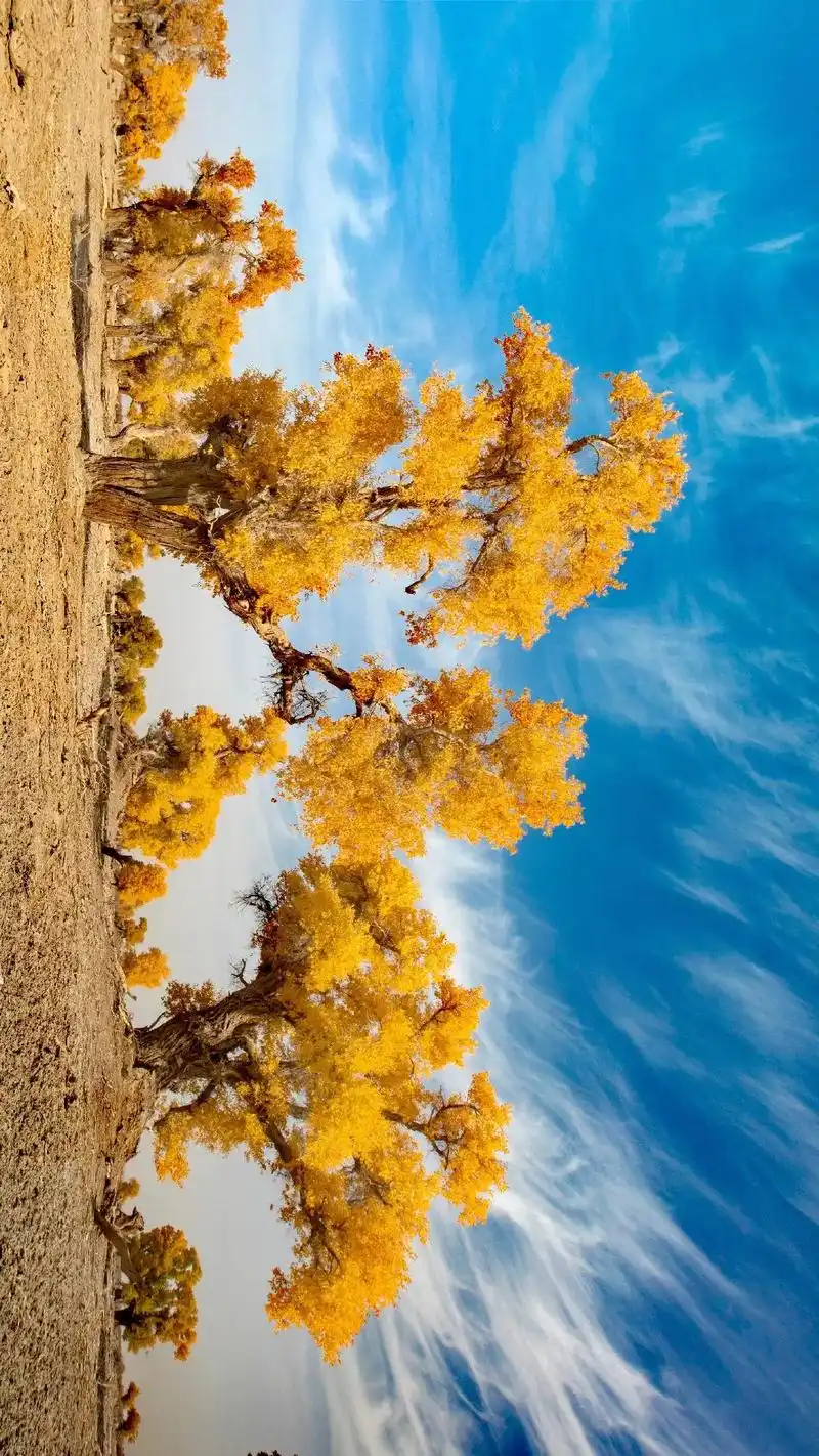 照片里的风景,演绎三千年不死#神话的胡杨 ##神话的胡杨 - 抖音