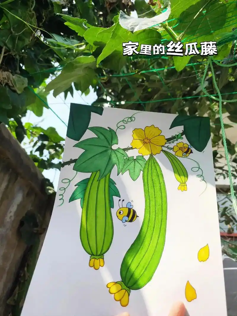 丝瓜简笔画教程.又是丝瓜盛产的季节,一起来画美味的丝瓜,教程 - 抖音