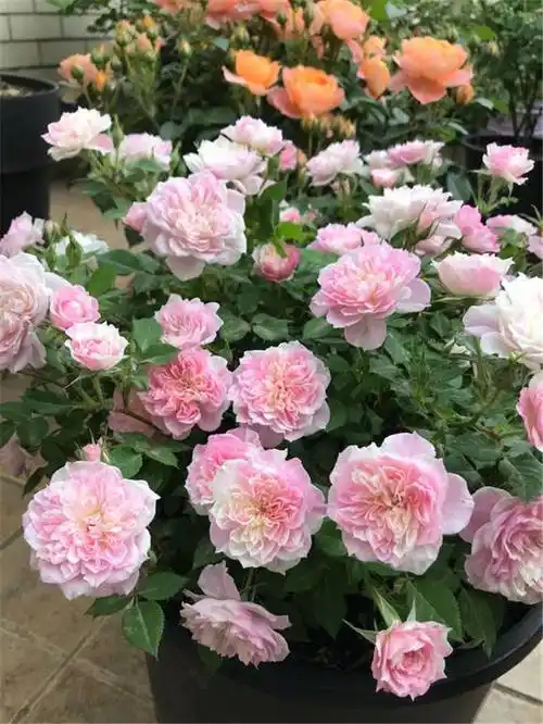 幸福之门经典条纹月季超级好看