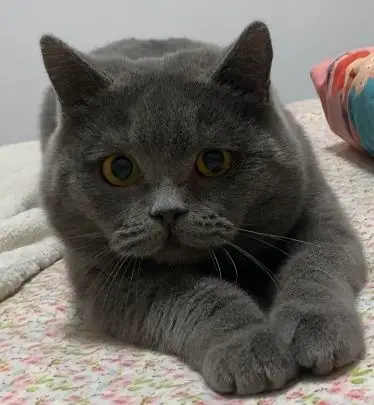 我有两个朋友拿我的蓝猫当头像,我朋友的爸爸都拿我的蓝猫当壁纸.