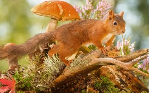 毛茸茸的的小松鼠图片