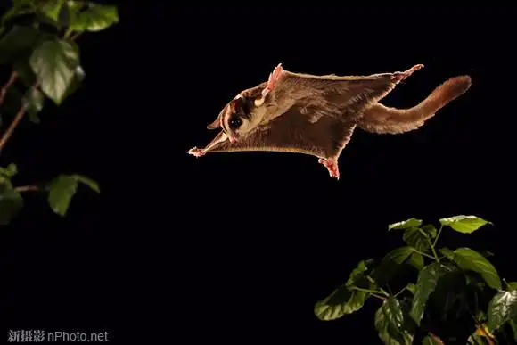 一只蜜袋鼯(sugar glider)从空中划过