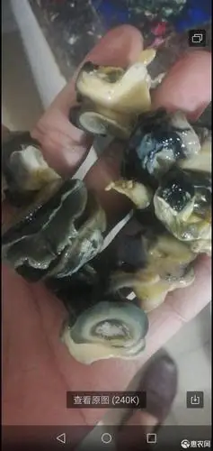 石螺 鲜福寿螺肉,批发