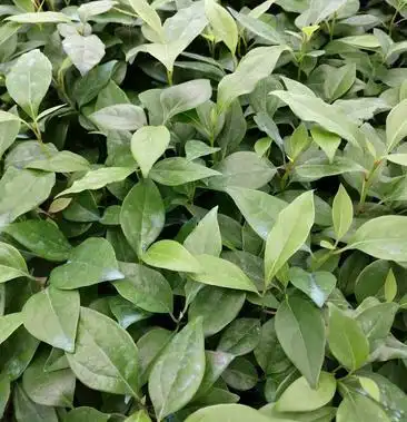 香樟小苗 樟树筛盆苗 枝叶秀丽而有香气 园林绿化树