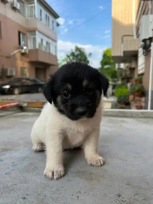 小土狗真可爱呀