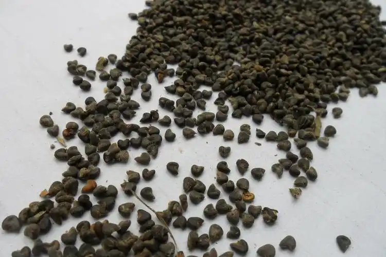 冬葵子 山东优质 产地 山东省枣庄市峄城区