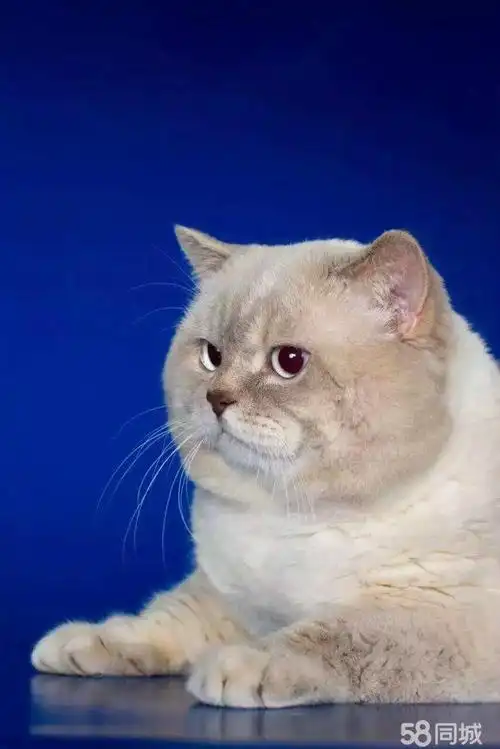 (转让)海豹双色正八英国短毛母猫,4个月大