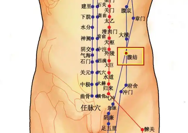 穴位知识十二经脉足太阴脾经之腹结穴