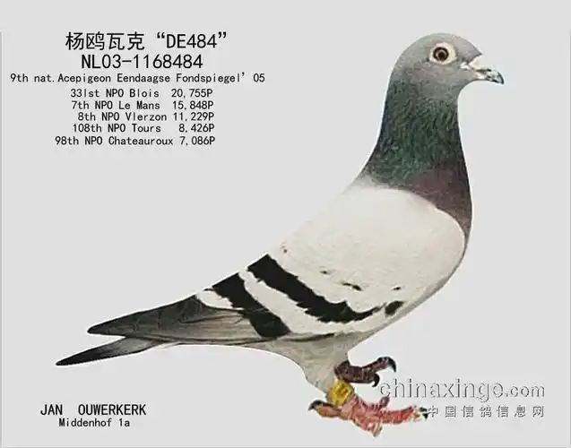 【荷兰大师】杨欧瓦克