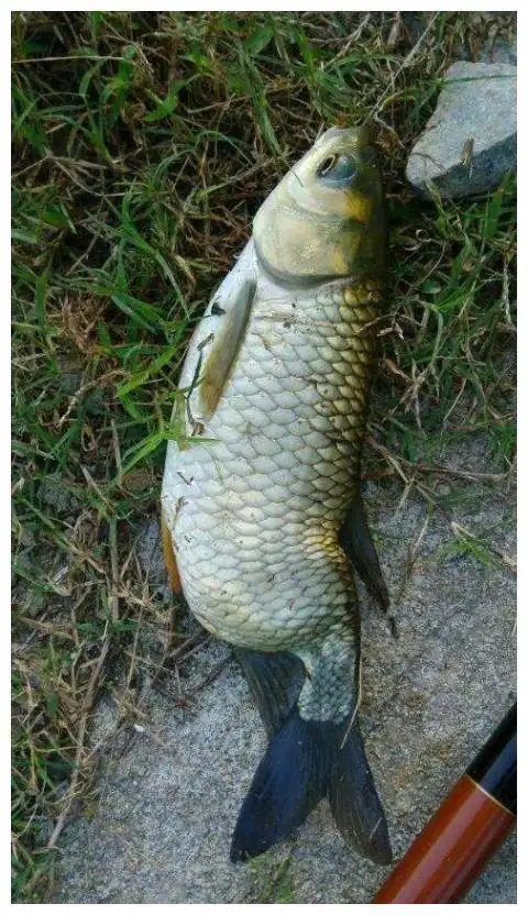 电鱼人有多可恨, 被电后的鱼经历了什么, 让人愤怒