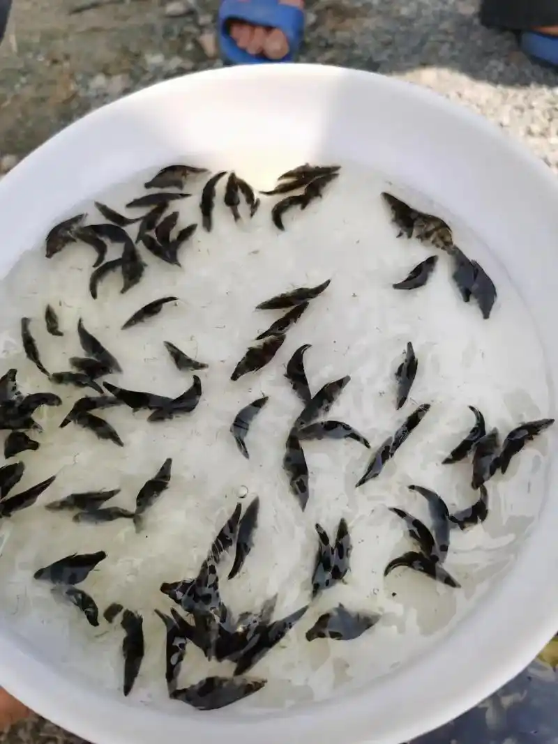 鳜鱼苗.套养鱼塘一年能涨3-4斤!又清除了杂鱼!本地鱼!接受 - 抖音