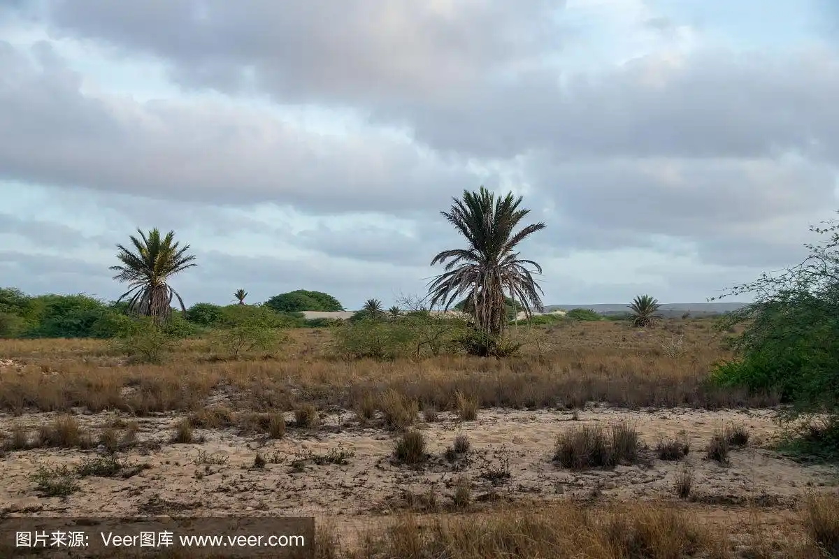 热带棕榈树生长在沙漠,干旱的环境博阿维斯塔,佛得角