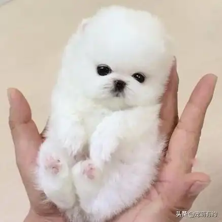 饲养茶杯犬前,一定要考虑清楚,不仅耗费财力,还要付出不少精力