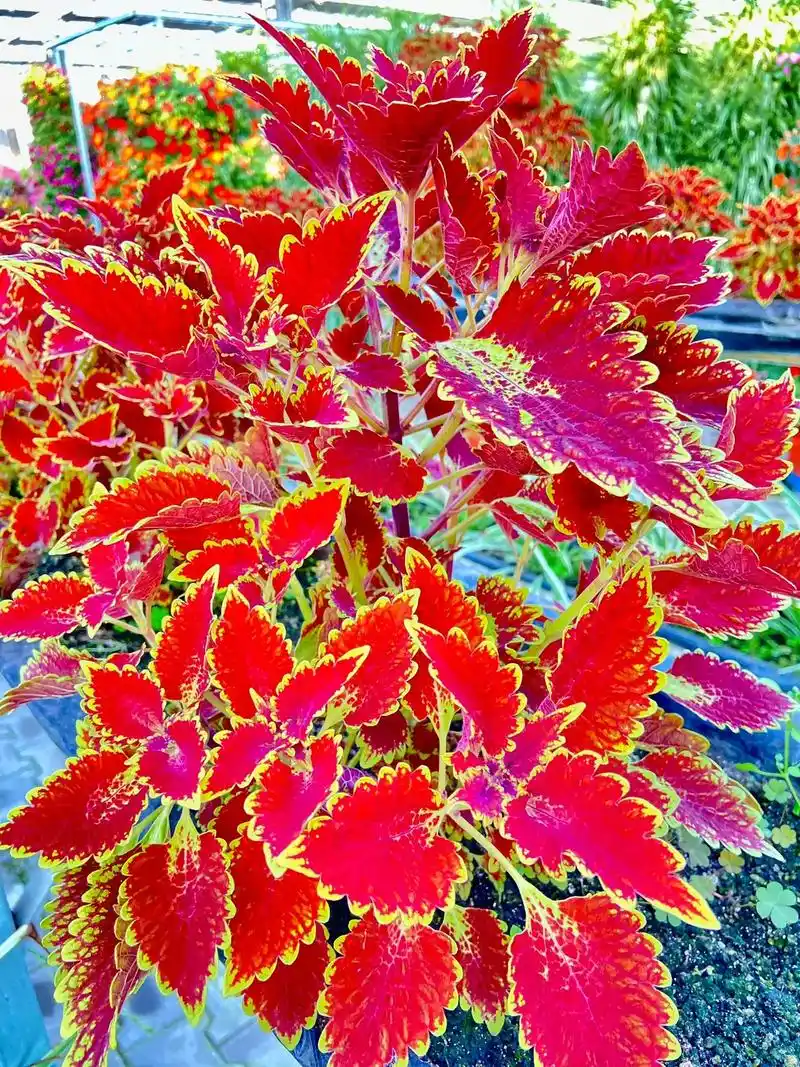 彩叶草(coleus blumei benth.) 科属:唇 - 抖音