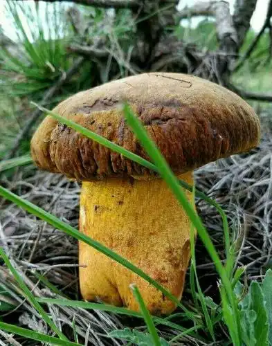 雨季到来,野生菌登场