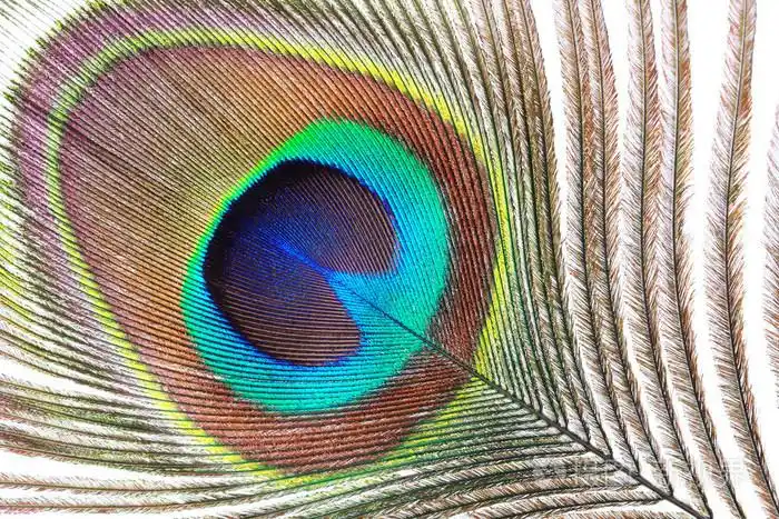 孔雀羽毛