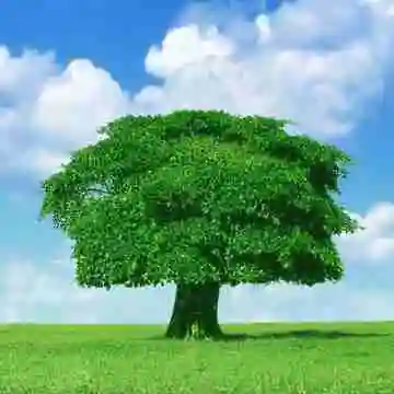 一棵树微信头像图片大全点击鼠标右键下载