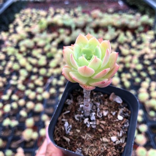 绿蔷薇 多肉植物 肉肉植物 萌肉肉组合盆栽 室内花卉 陌上花