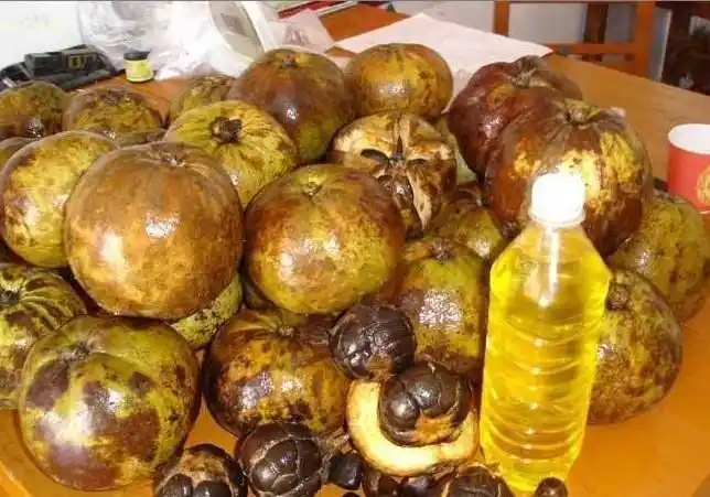 霜降快要到了,又到茶果成熟时,广西梧州藤县天平镇地处岑溪软枝油