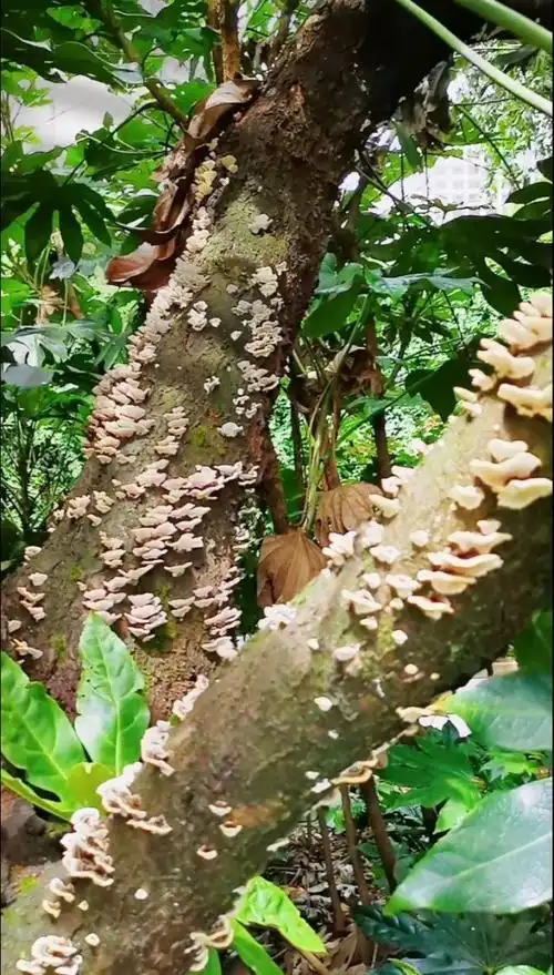 这树杆上长满了菌子,像排起队跳舞一样